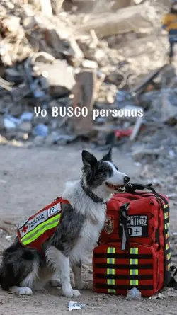 Mi perro consentido