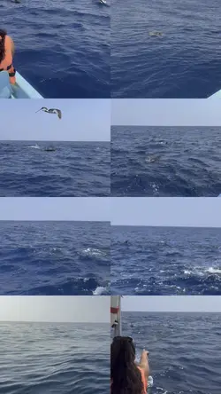 Delfines y tortugas 