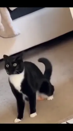 cats being silly