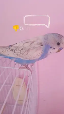 rate my parakeet 