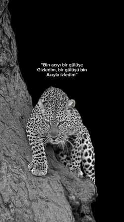 bin acıyı gizledim