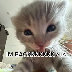 IM BACK EVERYONE 🫶