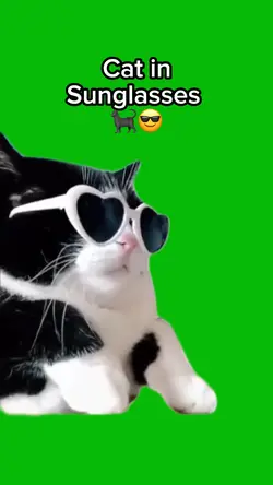 Cat In Sunglasses 
