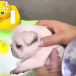 I am pibble