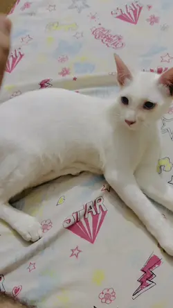 Cat funny videos 