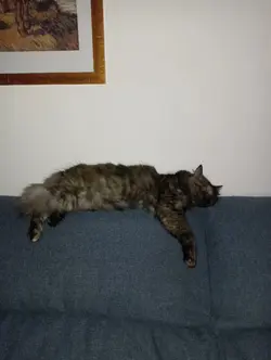 il mio gatto