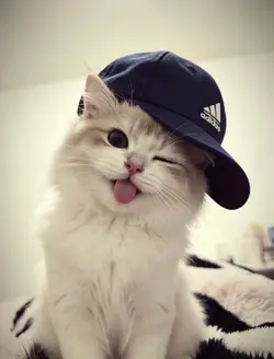 1 ảnh xịn