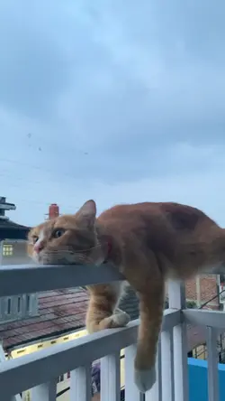 kucing santai