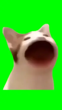 Cat Meme
