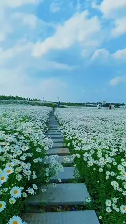 Aesthetic