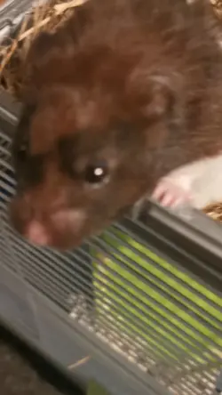 Hamster yawning 