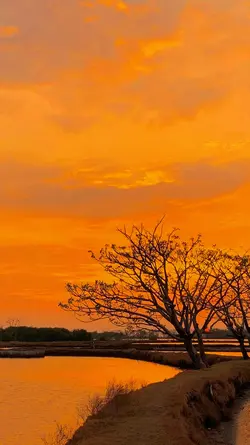 filter senja