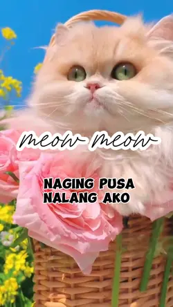 meow meow 