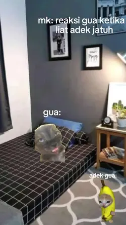 meme kucing