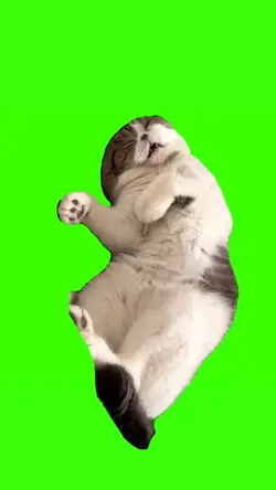 kucing tidur 