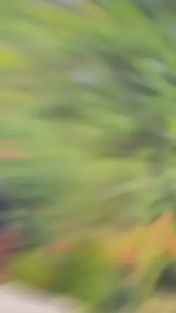 Sahana’s Bgm