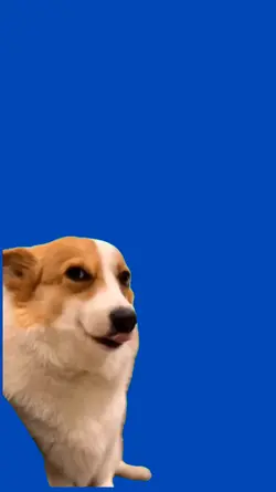 Perro sonriendo 