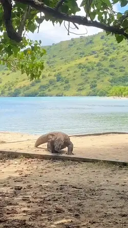 Komodo Dragon
