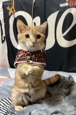 ジャンボリミッキー🐭