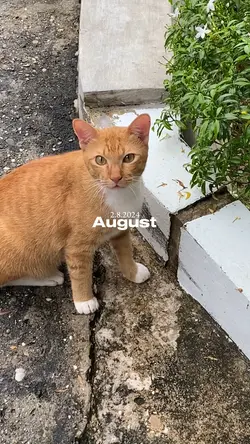 August