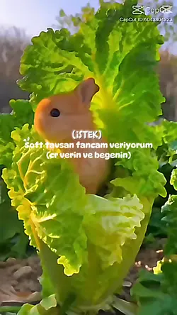 Sof5 Tavşan fancammm