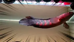 channa maru red