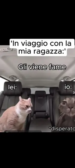gatti in viaggio 