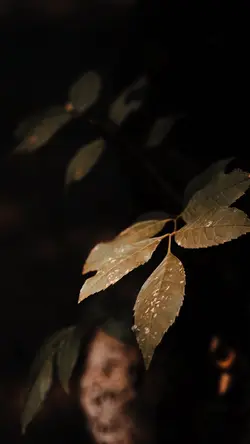 Cinematic Nature