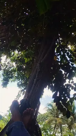 Kunkunak laeng
