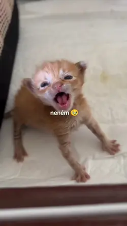 quando eu era neném