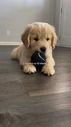 2 months vs 12 month