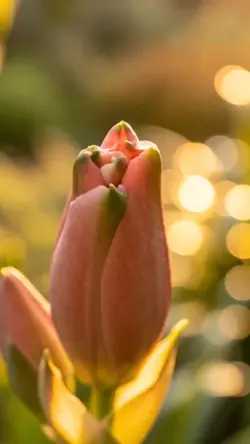 blooming flowers 