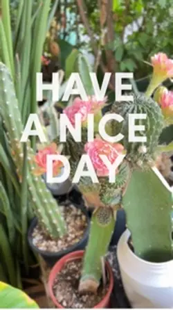 Cactus Flowe