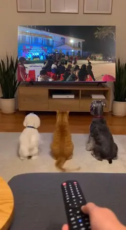 Pet xem TV