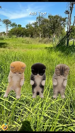Funny dancing cat