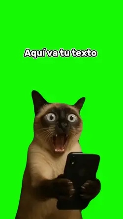 Gato sorprendido 