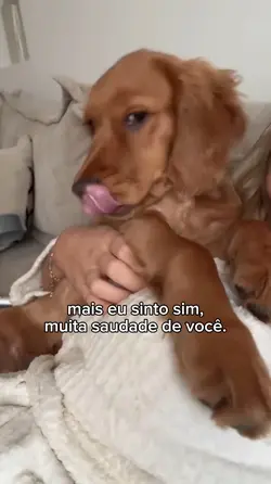 pet falecido 