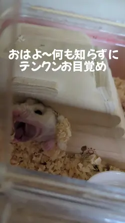 ハムスターのゲージ細工