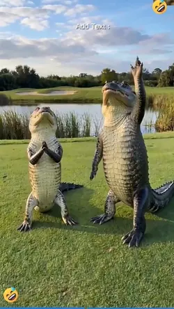 The crocodiles 