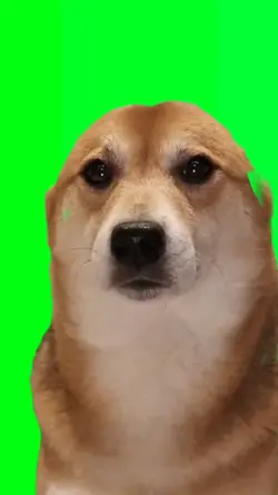 dog chilling