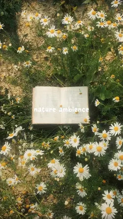 Nature Ambience