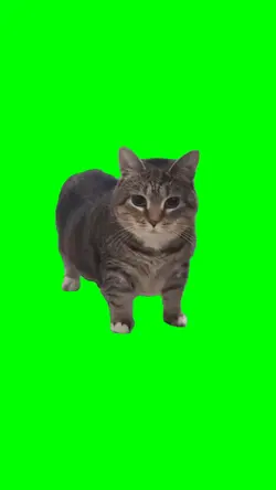 Oiiaoiiai Cat