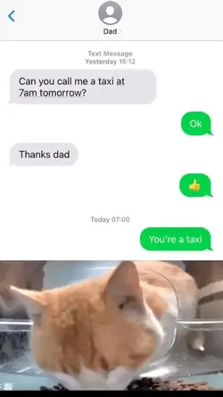 Cat discovers camera