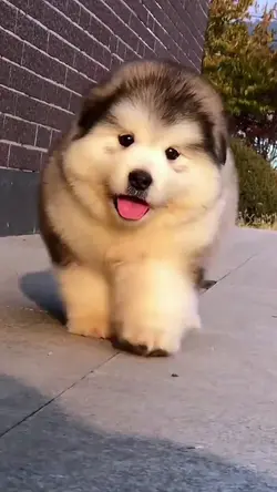 chó