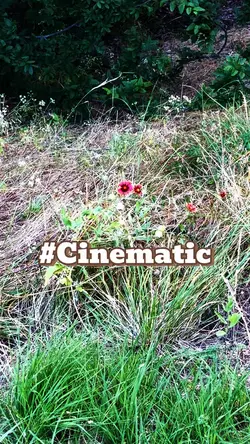 POV mi vida es cine
