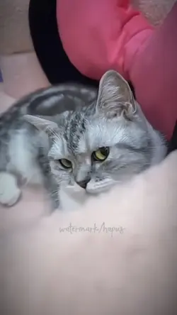 dj solo x meow meow
