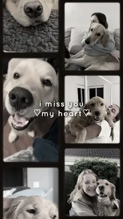 I Miss You My Dog