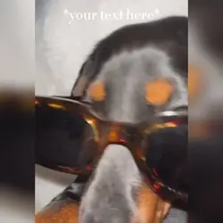 Doggo sunglasses