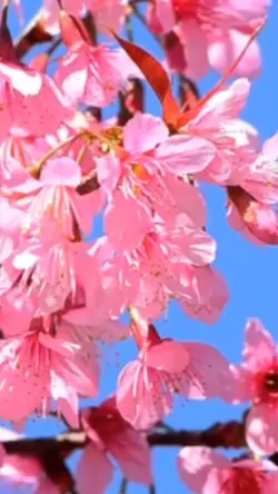 春MySakura