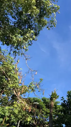 minivlog